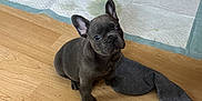 Cash joined the competition — help win amazing prizes! puppy, dog, french_bulldog, floor, wooden_floor, sock, pee_pad, indoor, pet, animal, cute, small, young, ears, eyes, sitting, looking_up, stains, household, playful