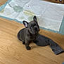 puppy, dog, french_bulldog, floor, wooden_floor, sock, pee_pad, indoor, pet, animal, cute, small, young, ears, eyes, sitting, looking_up, stains, household, playful