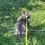 Cash is registered to the contest to win money with this photo: dog, grass, leash, outdoor, sunlight, pet, animal, playing, canine, greenery, nature, relaxing, summer, fur, paw, collar, shadow, back, resting, daytime