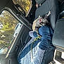 dog, pet, car_interior, seat, blanket, leash, sunlight, window, trees, nature, resting, nap, collar, vehicle, dashboard, side_mirror, comfort, travel, daytime, relaxation