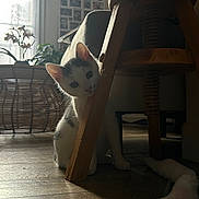 Vodka a rejoint le concours — aidez-le/la à gagner de superbes lots ! animal, black_spots, cat, chair, cozy, curious, domestic, flooring, furniture, home, indoor, natural_light, pet, plant, shadow, toy, white_cat, wicker_basket, window, wooden_floor