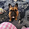 dog, french_bulldog, pet, indoor, carpet, toy, soccer_ball, ears, brown, black, white_marking, floor, step_stool, pattern, pink, checkered, paw, looking_up, cute, animal
