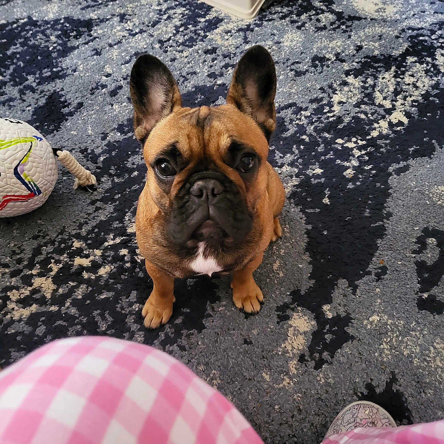Daisy