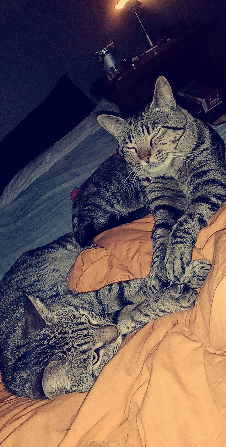 Minouche Et Zindine a rejoint le concours — aidez-le/la à gagner de superbes lots ! bed, carnivore, cat, cloud, comfort, cool, couch, felidae, fur, grey, human_leg, mountain, mountainous_landforms, plant, sky, small_to_medium_sized_cats, snout, tail, textile, whiskers