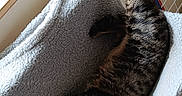 Minouche Et Zindine participe au concours pour gagner de l'argent avec cette photo : animal, blanket, cat, comfort, cozy, feline, fur, home, indoor, pet, radiator, relaxed, resting, sleepy, stretching, sunlight, tabby, tile_floor, whiskers, window