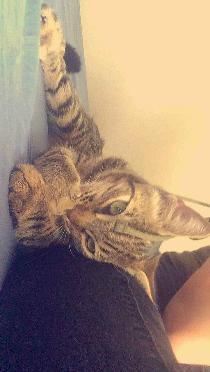 Minouche Et Zindine participe au concours pour gagner de l'argent avec cette photo : american_shorthair, arm, carnivore, cat, claw, domestic_short_haired_cat, dragon_li, ear, egyptian_mau, european_shorthair, felidae, fur, kitten, leg, pixie_bob, small_to_medium_sized_cats, sokoke, tabby_cat, tail, whiskers