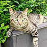 animal, cat, closeup, daylight, foliage, fur, garden, gray, green_eyes, leaves, nature, outdoor, paw, pet, relaxed, resting, storage_box, summer, tabby_cat, whiskers