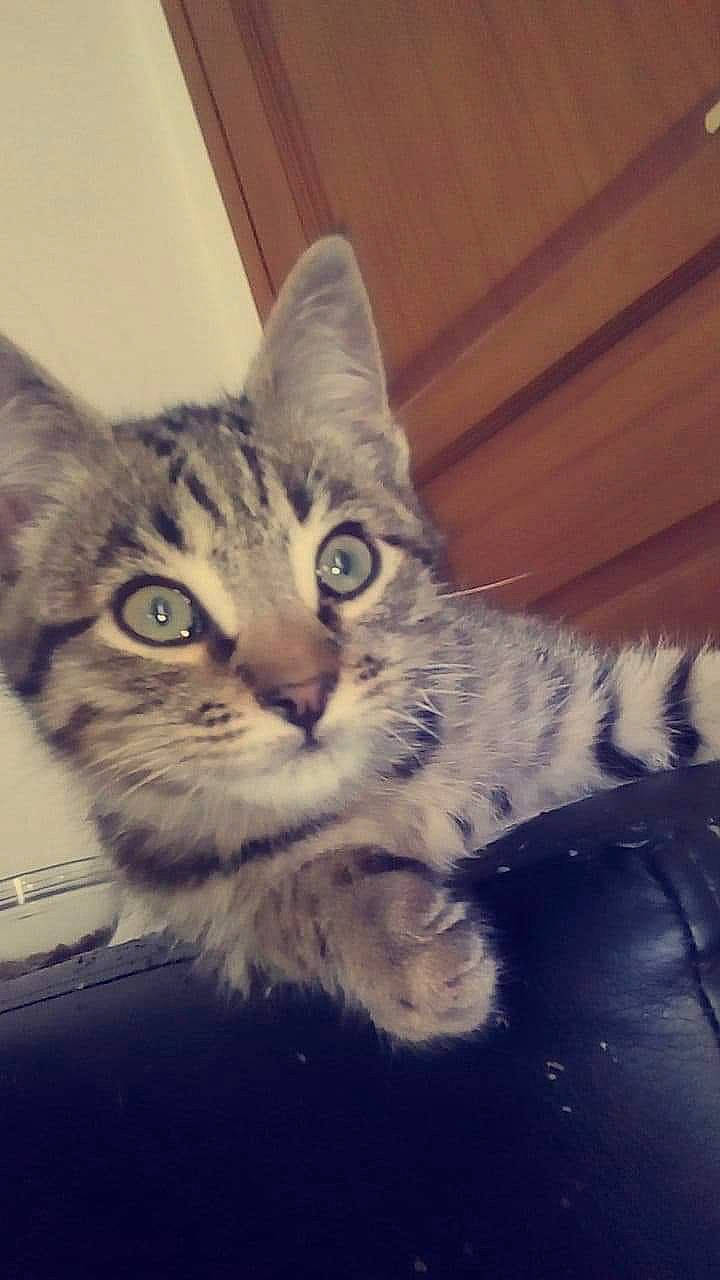 Minouche Et Zindine participe au concours pour gagner de l'argent avec cette photo : aegean_cat, american_shorthair, asian, british_semi_longhair, carnivore, cat, domestic_short_haired_cat, dragon_li, european_shorthair, eye, felidae, kitten, mammal, siberian, sky, small_to_medium_sized_cats, snout, tabby_cat, vertebrate, whiskers