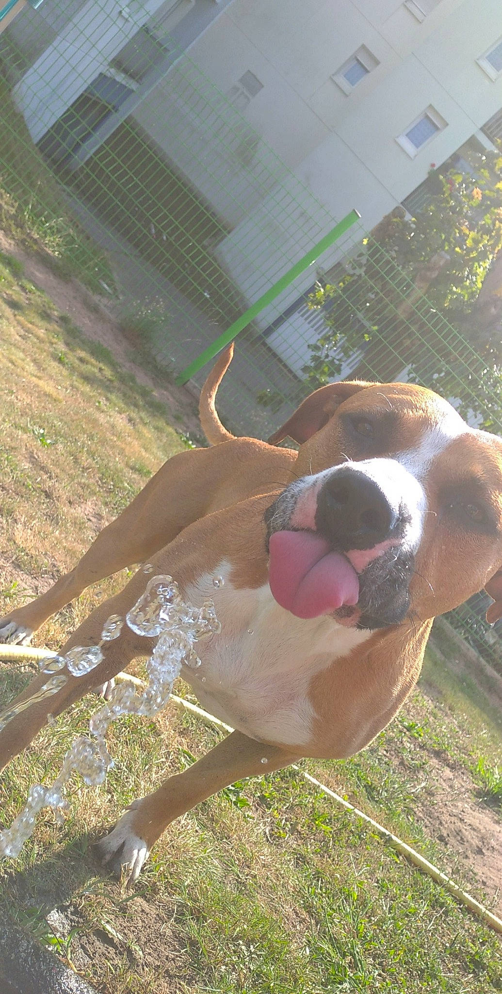 Aslan a rejoint le concours — aidez-le/la à gagner de superbes lots ! ball, canidae, carnivore, collar, companion_dog, dog, dog_breed, dog_collar, dog_supply, fawn, grass, non_sporting_group, pet_supply, plant, snout, sporting_group, tail, whiskers, working_animal, working_dog