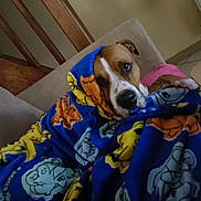 Aslan participe au concours pour gagner de l'argent avec cette photo : animal, blanket, brown_dog, canine, colorful, comfort, couch, cozy, dog, face, furniture, home, indoor, living_room, pet, relaxed, resting, snug, stairs, wrapped