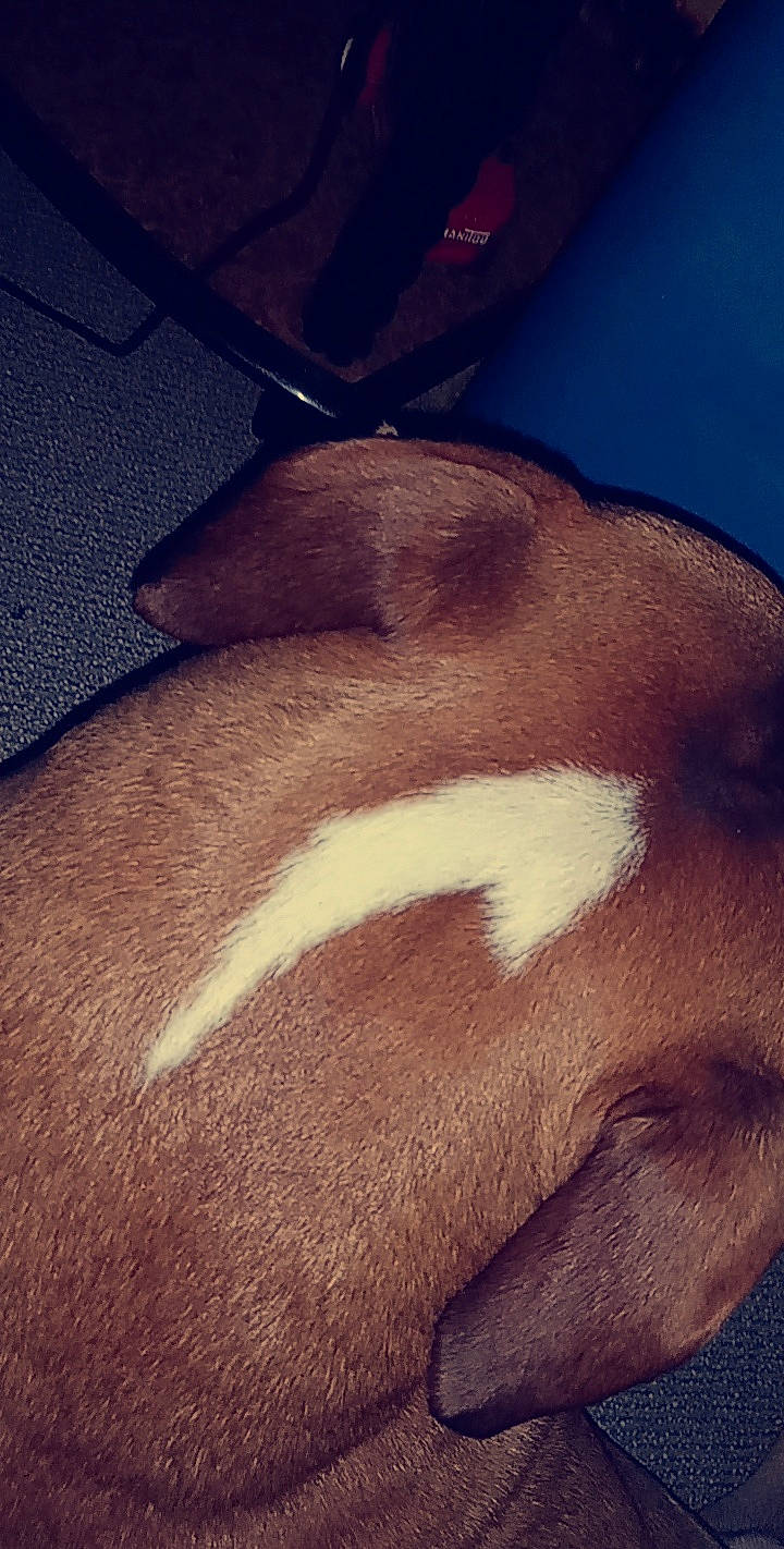 Aslan participe au concours pour gagner de l'argent avec cette photo : beard, chest, cloud, comfort, dog_breed, elbow, fawn, flesh, fur, human_leg, jaw, liver, marine_mammal, metal, meteorological_phenomenon, sky, sporting_group, square, tail, whiskers