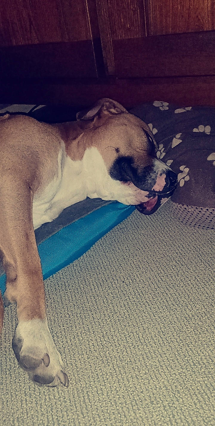 Aslan a rejoint le concours — aidez-le/la à gagner de superbes lots ! carnivore, cloud, collar, comfort, companion_dog, dog, dog_breed, fawn, flooring, human_leg, linens, metal, paw, snout, sporting_group, square, tail, terrestrial_animal, whiskers, working_animal