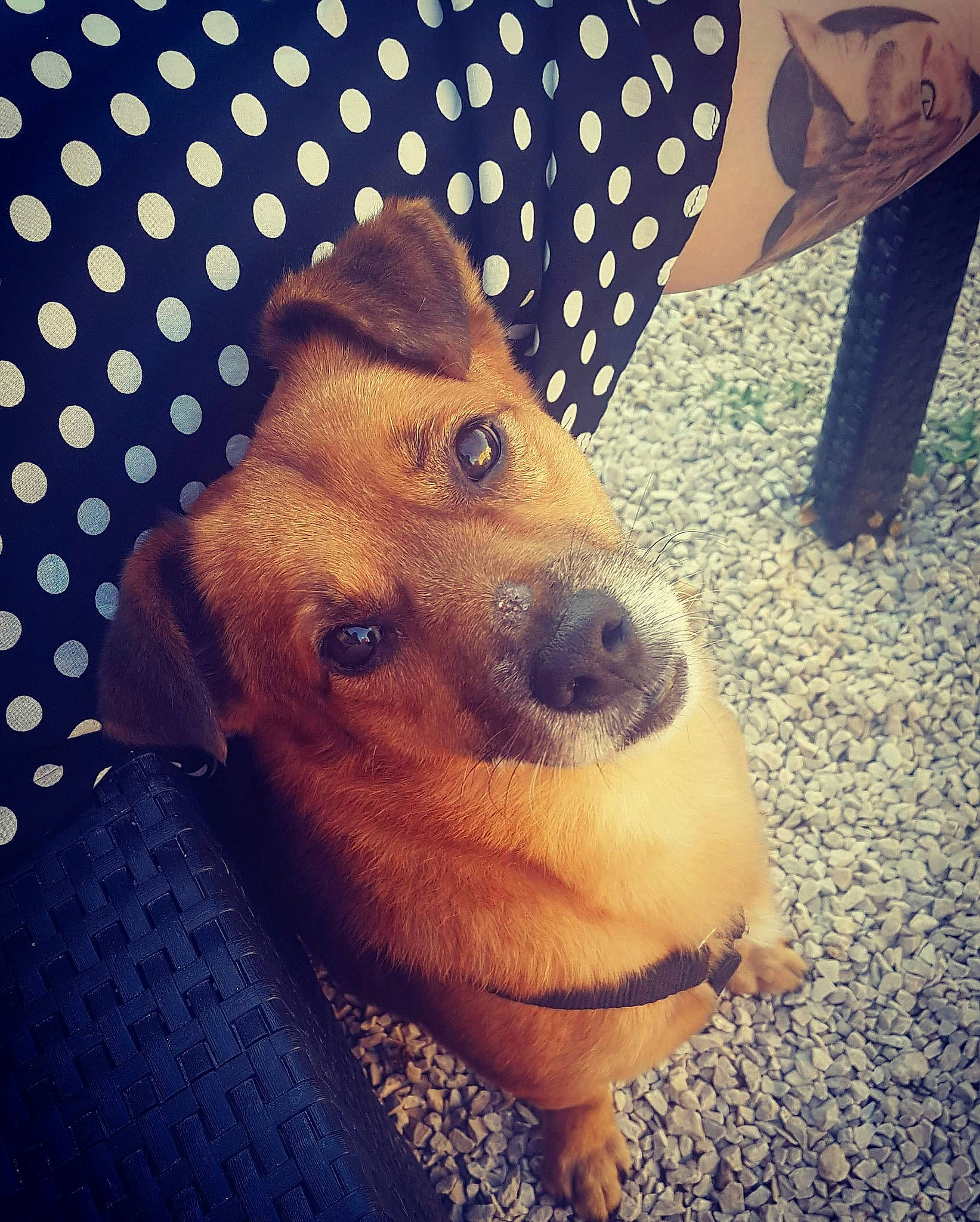 Dobby a rejoint le concours — aidez-le/la à gagner de superbes lots ! canidae, carnivore, companion_dog, dachshund, dog, dog_breed, ear, fawn, mammal, nose, puppy, puppy_love, snout, whiskers