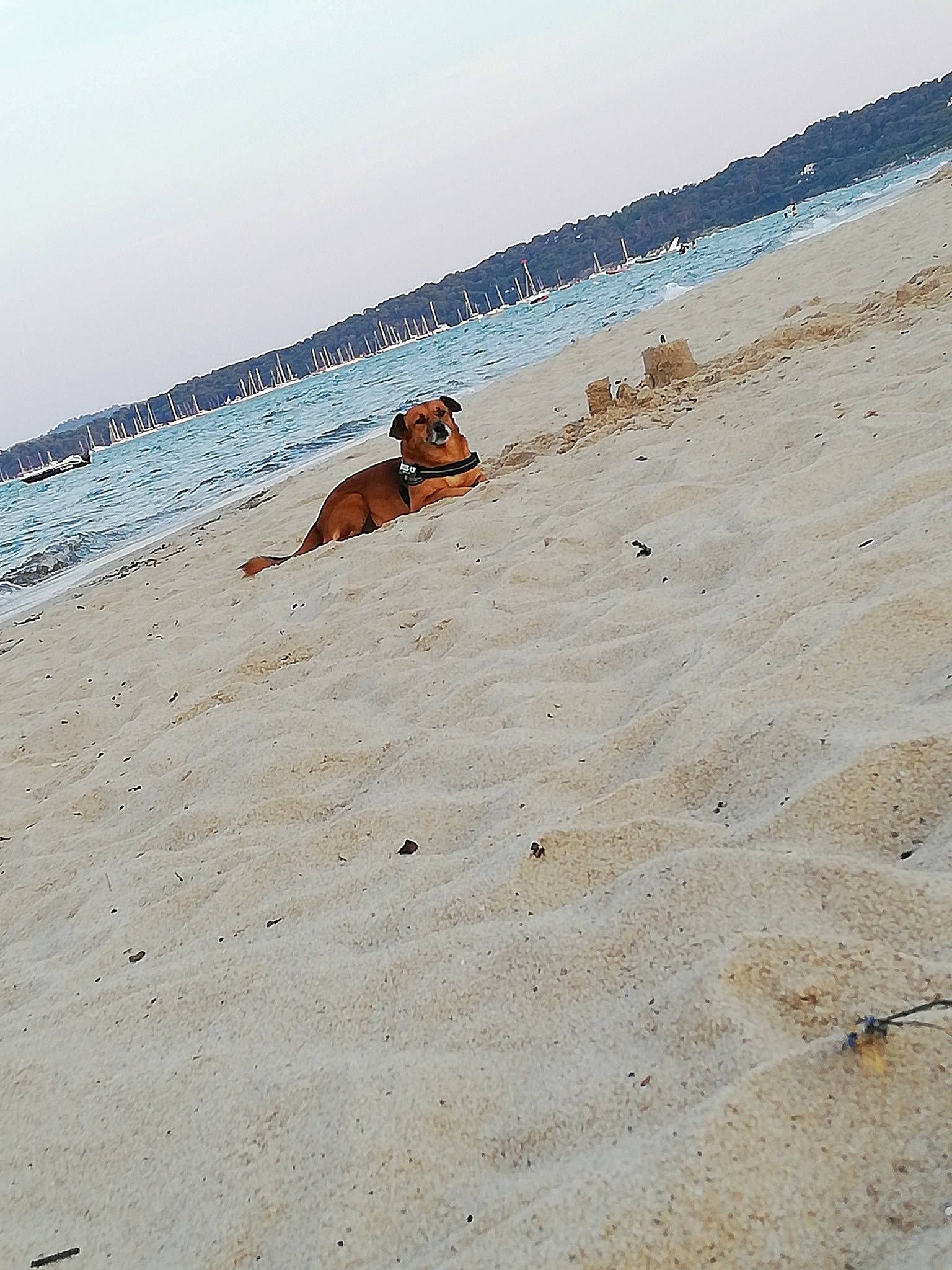 Dobby a rejoint le concours — aidez-le/la à gagner de superbes lots ! beach, calm, coast, coastal_and_oceanic_landforms, fawn, fun, holiday, horizon, leisure, ocean, sand, sea, shore, summer, sun_tanning, tourism, vacation, wave, wind_wave