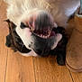 Phy participe au concours pour gagner de l'argent avec cette photo : animal, black_and_white_fur, boot, canine, closeup, dog, domestic_animal, flooring, fur, happy, indoor, mouth, nose, paw, pet, playful, smile, teeth, upside_down, wooden_floor