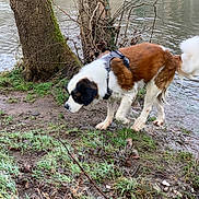 Phy a rejoint le concours — aidez-le/la à gagner de superbes lots ! animal, brown_and_white, canine, curious, daylight, dog, forest, grass, harness, mud, nature, outdoor, pet, river, riverbank, sniffing, tree, walking, water, wet_ground