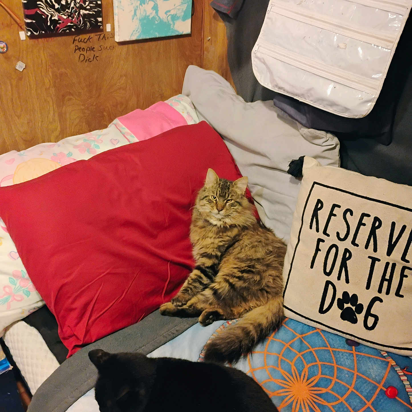 Tiger Kitty joined the competition — help win amazing prizes! abyssinian, adult, animal, architecture, baby, bed, bedroom, cat, couch, cushion, female, furniture, homedecor, indoors, person, pet, plywood, room, woman, wood