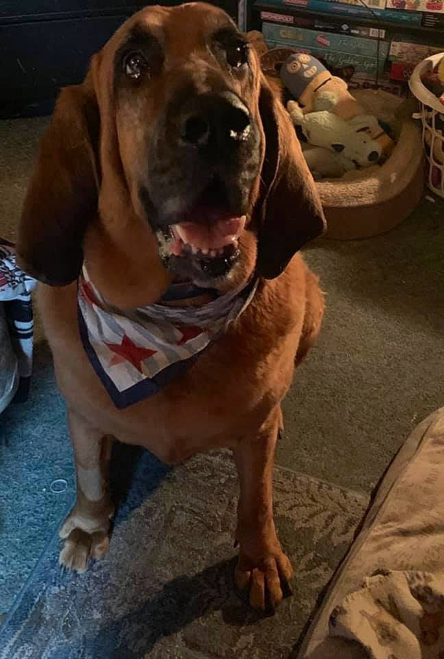 Quint is registered to the contest to win money with this photo: bavarian_mountain_hound, bloodhound, canidae, carnivore, coonhound, dog, dog_breed, fawn, fila_brasileiro, hanover_hound, hound, hunting_dog, mammal, rare_breed_dog, redbone_coonhound, snout, sporting_group, tosa, vertebrate