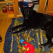 Penny is registered to the contest to win money with this photo: dog, black_dog, blanket, plush_toy, wooden_floor, bookshelf, dvds, indoor, pet, animal, toy, shelf, home, relaxed, lying_down, floor, cabinet, storage, red_toy, blue_toy