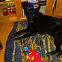 dog, black_dog, blanket, plush_toy, wooden_floor, bookshelf, dvds, indoor, pet, animal, toy, shelf, home, relaxed, lying_down, floor, cabinet, storage, red_toy, blue_toy