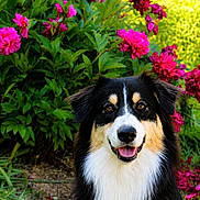 Abyss participe au concours pour gagner de l'argent avec cette photo : dog, australian_shepherd, pet, animal, outdoor, flower, pink_flower, greenery, nature, portrait, happy, smiling, fur, grass, sunlight, garden, canine, head, ears, tongue