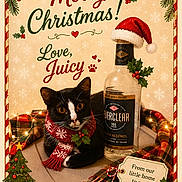 Juicy is registered to the contest to win money with this photo: black_and_white_cat, bottle, cat, christmas, christmas_lights, cute, decorations, everclear_bottle, festive, greeting_card, holiday_card, holiday_season, holly, paw_print, plaid_blanket, santa_hat, scarf, table, text, warm_lighting