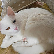 Earl is registered to the contest to win money with this photo: cat, white_cat, heterochromia, blue_eye, amber_eye, feline, pet, animal, curled_up, cozy, cushion, indoor, fur, pink_nose, paw, relaxed, cute, domestic_cat, sleepy, resting