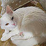 cat, white_cat, heterochromia, blue_eye, amber_eye, feline, pet, animal, curled_up, cozy, cushion, indoor, fur, pink_nose, paw, relaxed, cute, domestic_cat, sleepy, resting