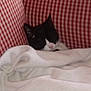 Kitlynn is registered to the contest to win money with this photo: animal, black_and_white, blanket, cat, checkered_pattern, comfort, cozy, cute, domestic, fur, furniture, indoor, nap, pet, quiet, red, resting, sleeping, small, white