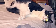 Kitlynn is registered to the contest to win money with this photo: animal, bed, black, black_and_white, cat, clothing, cozy, curious, fabric, flash, furniture, glowing_eyes, home, indoor, lying_down, nightstand, pet, relaxed, upside_down, white
