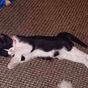 Kitlynn joined the competition — help win amazing prizes! adorable, animal, black_and_white, calm, carpet, cat, cozy, cute, domestic, feline, fur, indoor, paw, pet, relaxed, resting, sleeping, tail, whiskers, young_cat