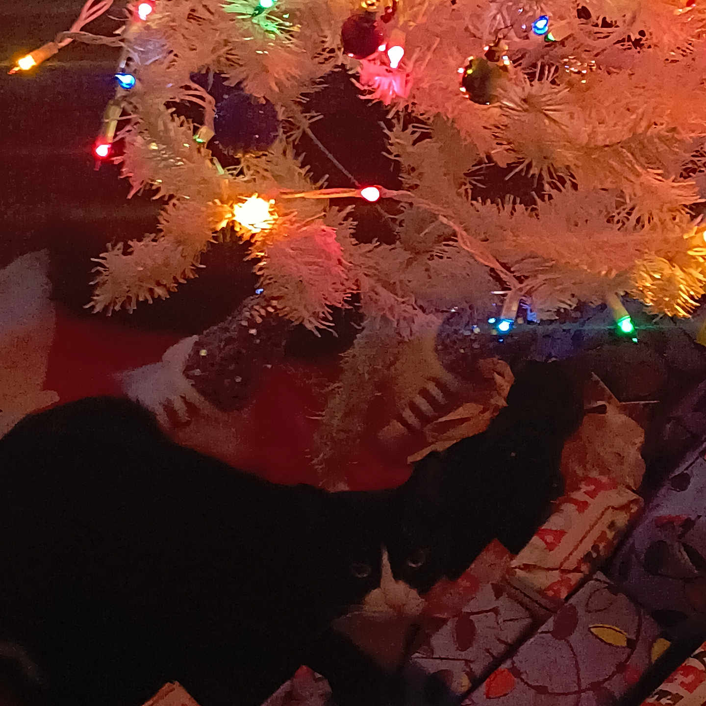 Kitlynn is registered to the contest to win money with this photo: animal, black_and_white_cat, cat, celebration, christmas, christmas_lights, christmas_tree, colorful_lights, cozy, decorations, festive, gift_wrap, holiday, home, indoor, nighttime, ornaments, pets, presents, white_tree