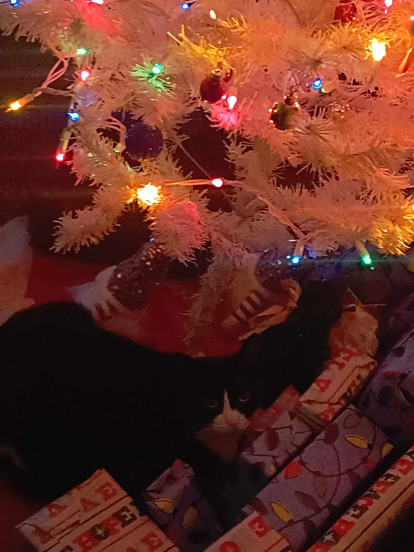 Kitlynn is registered to the contest to win money with this photo: animal, black_and_white_cat, cat, celebration, christmas, christmas_lights, christmas_tree, colorful_lights, cozy, decorations, festive, gift_wrap, holiday, home, indoor, nighttime, ornaments, pets, presents, white_tree