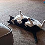 Kitlynn is registered to the contest to win money with this photo: animal, black_and_white, carpet, cat, curious, domestic, feline, floor, fur, household, indoor, lying_down, paws_up, pet, playful, relaxed, resting, sofa, tail, whiskers
