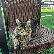 Patron is registered to the contest to win money with this photo: cat, tabby, fluffy, animal, pet, chair, woven_chair, outdoor, grass, green, relaxed, alert, yellow_eyes, whiskers, paws, feline, nature, daylight, texture, resting