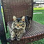 cat, tabby, fluffy, animal, pet, chair, woven_chair, outdoor, grass, green, relaxed, alert, yellow_eyes, whiskers, paws, feline, nature, daylight, texture, resting