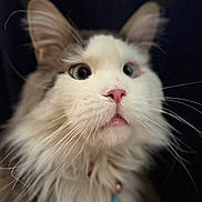 Boomer joined the competition — help win amazing prizes! cat, fluffy, portrait, close_up, whiskers, pink_nose, curious, wide_eyes, long_fur, animal, pet, domestic_cat, feline, soft, cute, indoor, face, expression, muzzle, collar