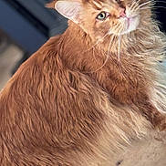 Lucifer is registered to the contest to win money with this photo: cat, orange_cat, fluffy, fur, pet, animal, portrait, close_up, indoor, relaxed, whiskers, face, ears, eyes, feline, cute, domestic_cat, mammal, soft, texture