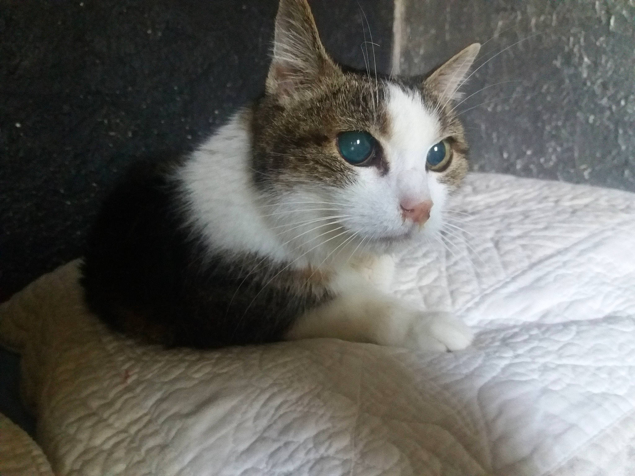 Mimi participe au concours pour gagner de l'argent avec cette photo : aegean_cat, american_wirehair, carnivore, cat, domestic_short_haired_cat, european_shorthair, felidae, german_rex, japanese_bobtail, kitten, mammal, ojos_azules, polydactyl_cat, small_to_medium_sized_cats, snout, snowshoe, vertebrate, whiskers