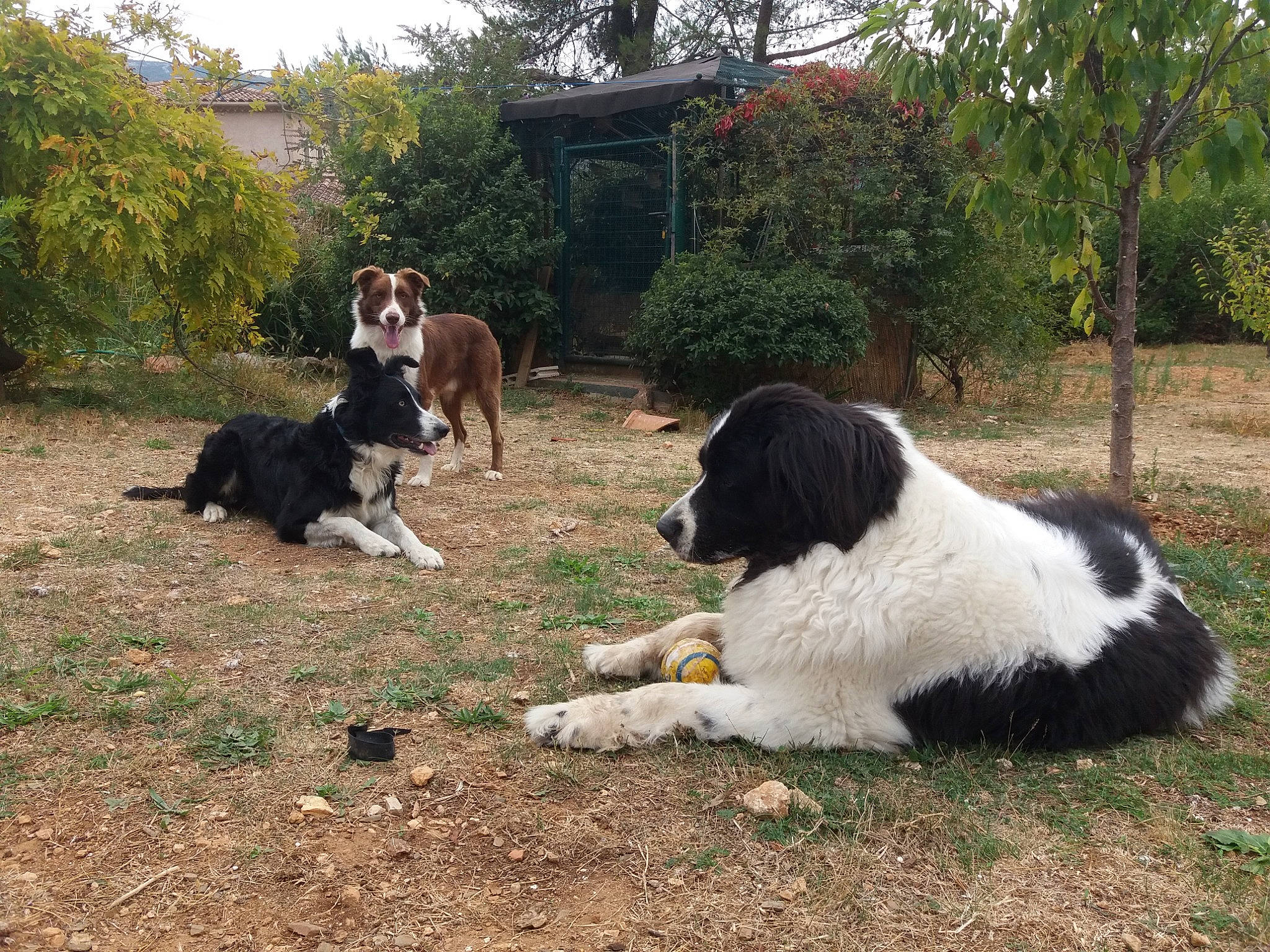 Horca participe au concours pour gagner de l'argent avec cette photo : bucovina_shepherd_dog, canidae, carnivore, dog, dog_breed, drentse_patrijshond, karakachan_dog, landseer, large_munsterlander, mammal, newfoundland, pyrenean_mastiff, rare_breed_dog, sporting_group, stabyhoun, tornjak, vertebrate, working_dog