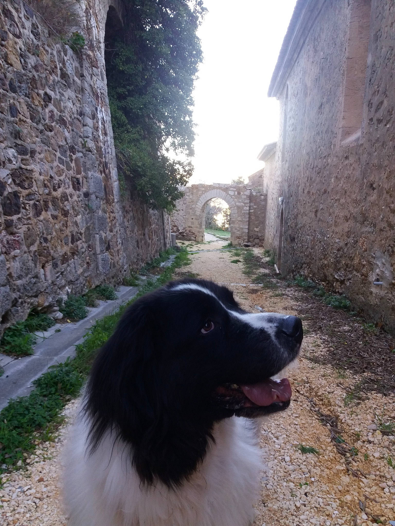 Horca a rejoint le concours — aidez-le/la à gagner de superbes lots ! architecture, border_collie, canidae, carnivore, dog, dog_breed, karakachan_dog, snout, sporting_group, stabyhoun