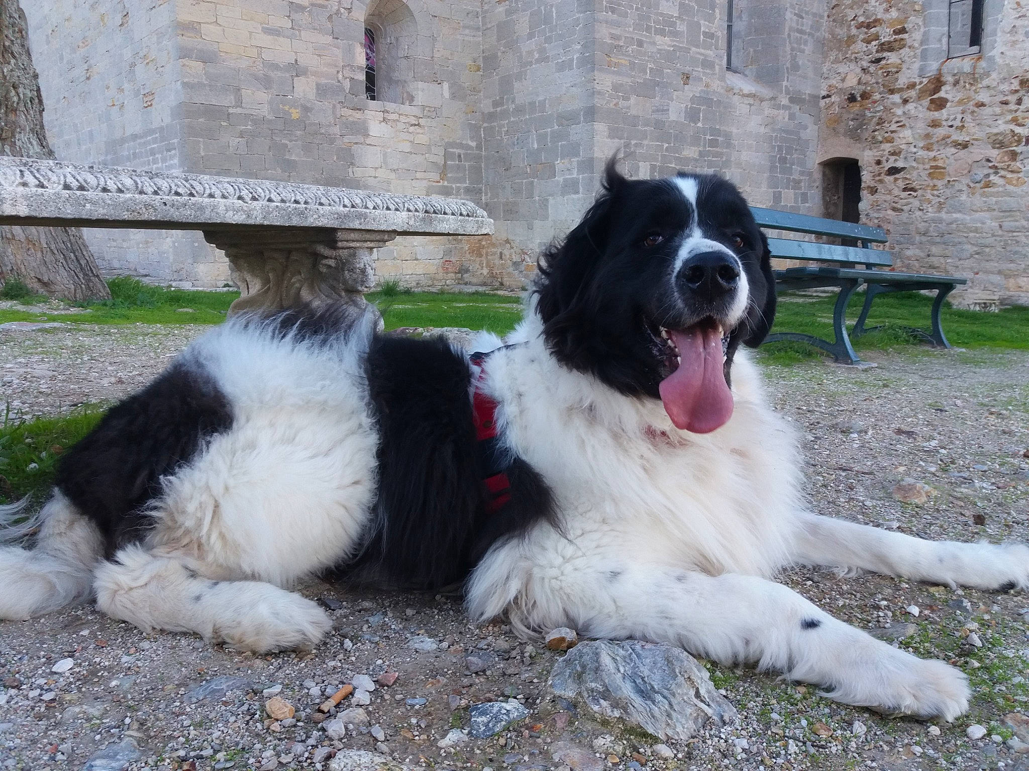 Horca participe au concours pour gagner de l'argent avec cette photo : bucovina_shepherd_dog, canidae, carnivore, dog, dog_breed, drentse_patrijshond, giant_dog_breed, karakachan_dog, landseer, mammal, moscow_watchdog, pyrenean_mastiff, rare_breed_dog, sporting_group, stabyhoun, tornjak, vertebrate