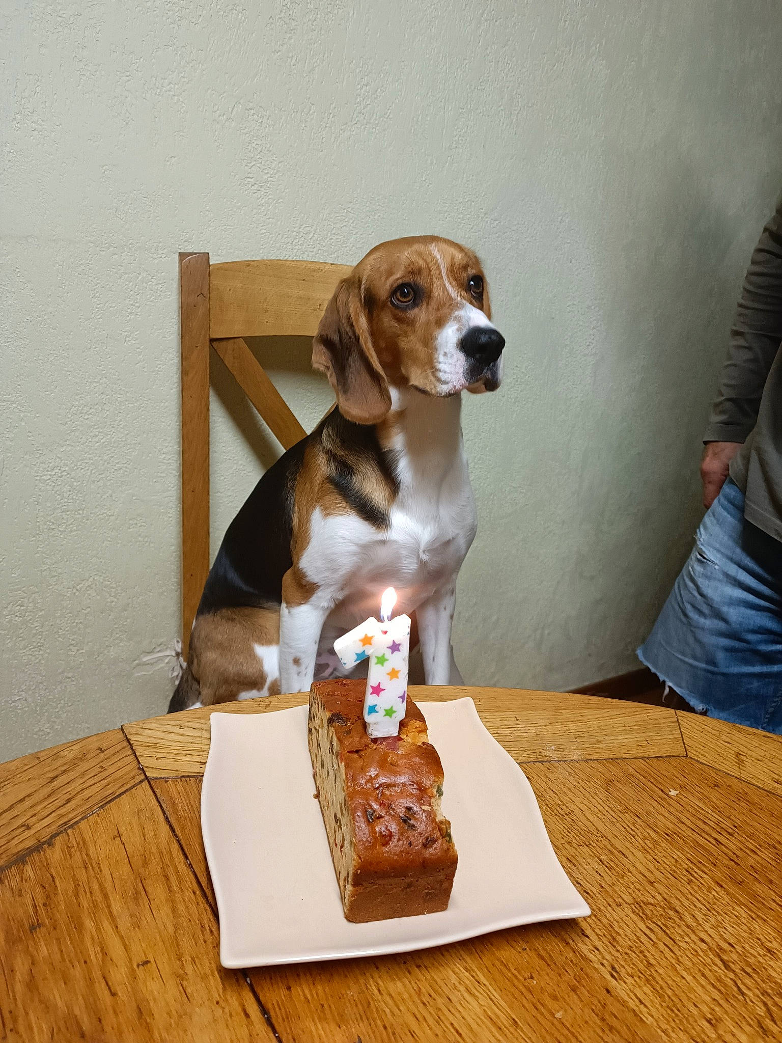 Ulk a rejoint le concours — aidez-le/la à gagner de superbes lots ! carnivore, chair, companion_dog, dog, dog_breed, flooring, hardwood, hound, jeans, liver, scent_hound, t_shirt, table, varnish, wood, wood_flooring, wood_stain