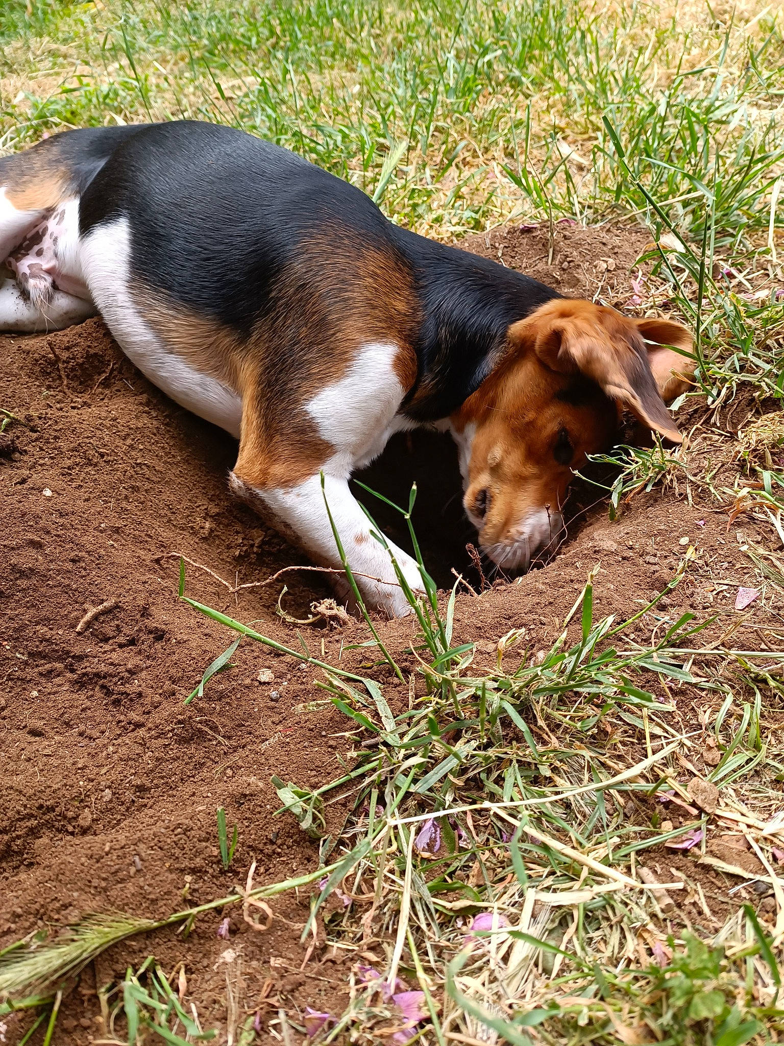 Ulk participe au concours pour gagner de l'argent avec cette photo : canidae, carnivore, companion_dog, dog_breed, fawn, fur, grass, groundcover, hound, hunting_dog, liver, pasture, plant, scent_hound, snout, soil, sporting_group, tail, terrestrial_animal, wildlife