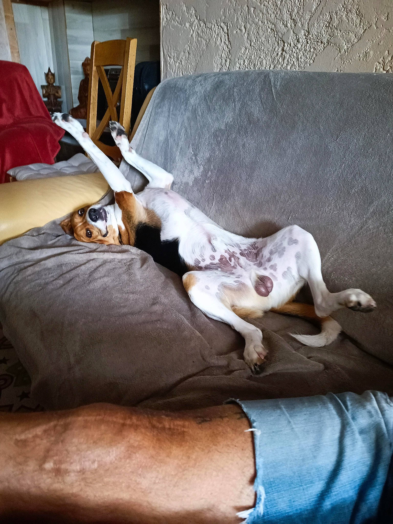 Ulk a rejoint le concours — aidez-le/la à gagner de superbes lots ! canidae, carnivore, comfort, companion_dog, couch, dog, dog_breed, fawn, felidae, flooring, fur, hardwood, human_leg, linens, living_room, paw, pillow, small_to_medium_sized_cats, sporting_group, tail