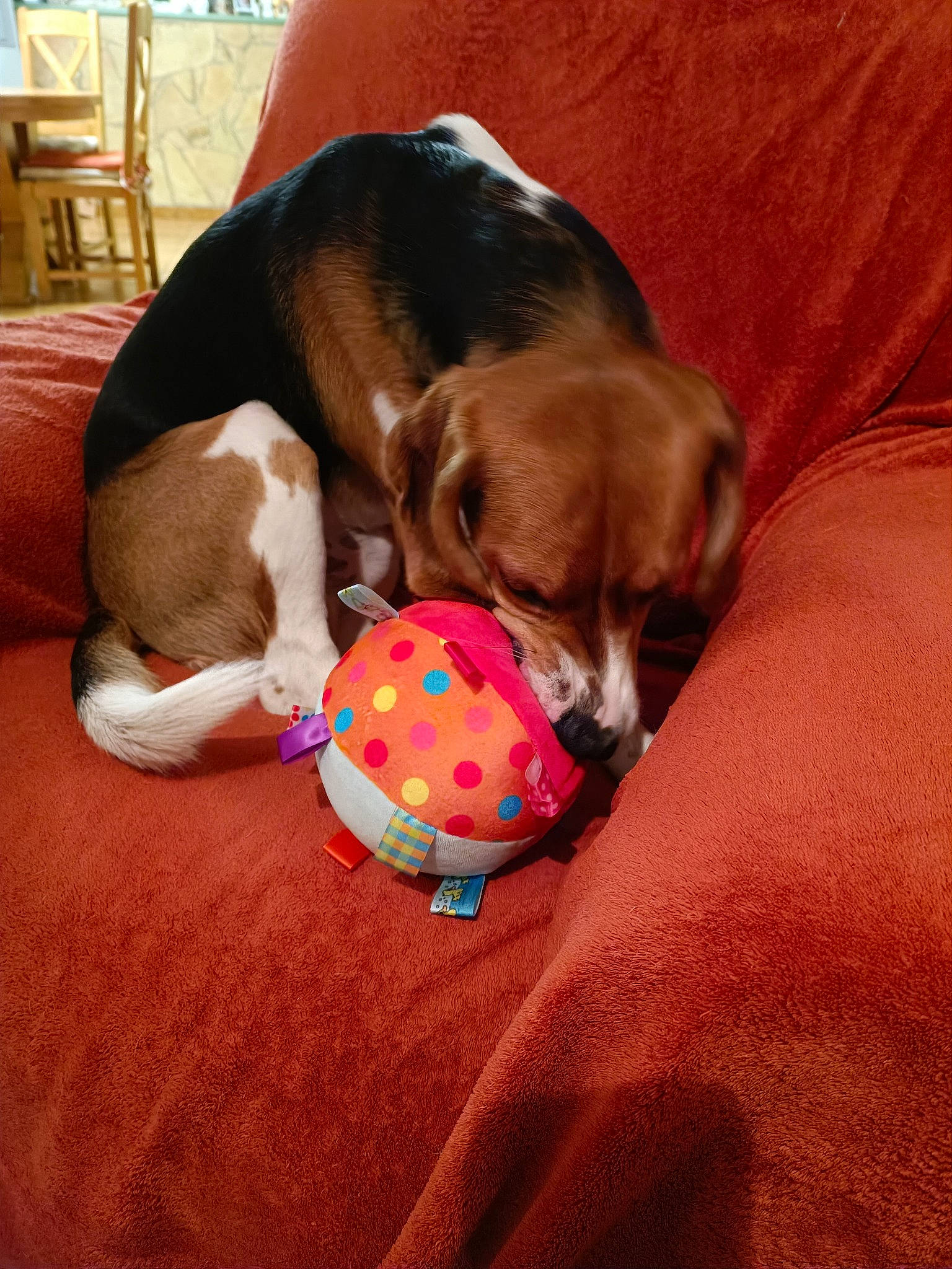 Ulk a rejoint le concours — aidez-le/la à gagner de superbes lots ! ball, beaglier, canidae, carnivore, comfort, companion_dog, dog, dog_breed, dog_supply, fawn, hound, paw, puppy_love, scent_hound, snout, sporting_group, stuffed_toy, toy, working_animal