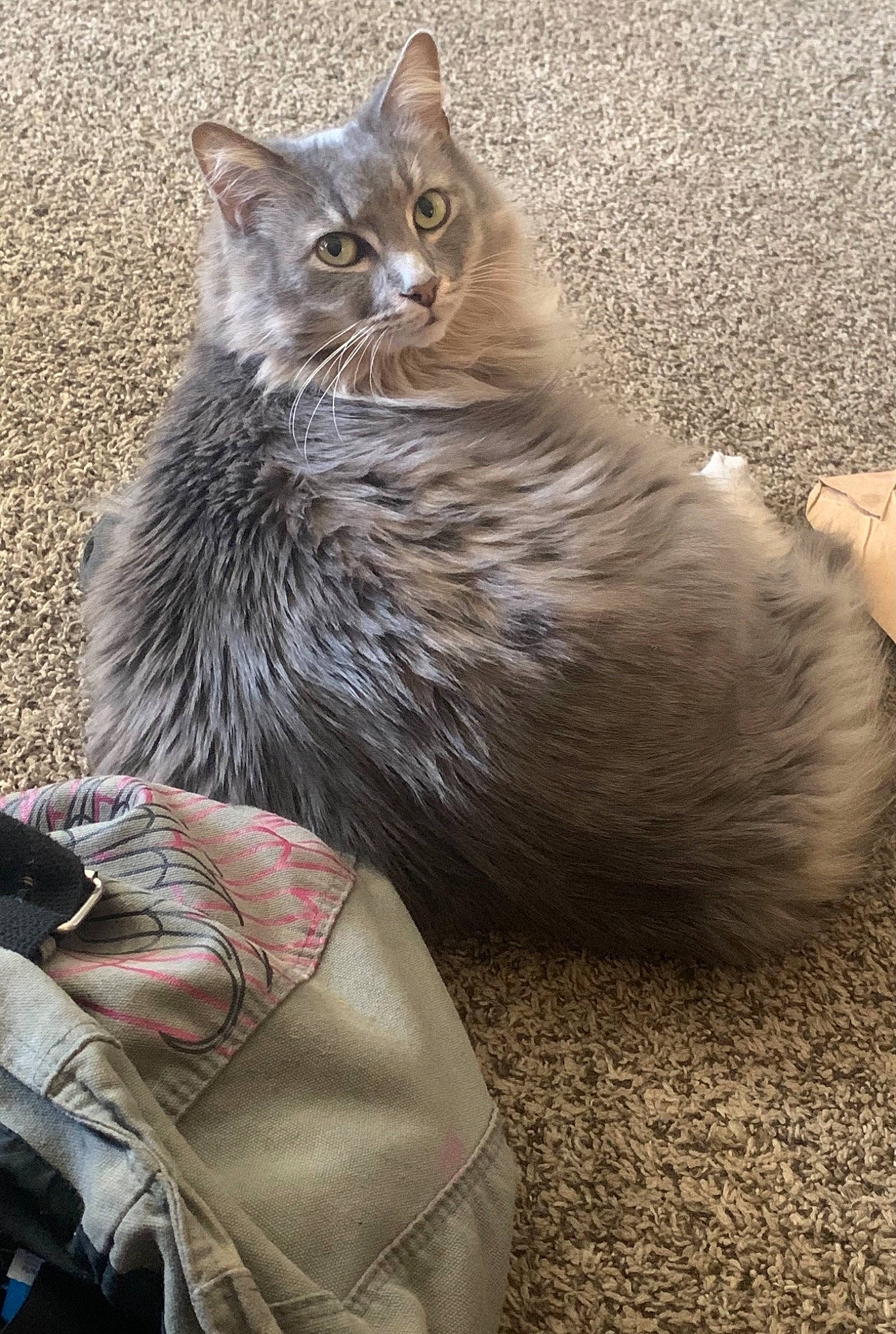 Luna Moon joined the competition — help win amazing prizes! bag, box, british_longhair, carnivore, cat, claw, domestic_short_haired_cat, fawn, felidae, foot, fur, grey, luggage_and_bags, paw, sitting, small_to_medium_sized_cats, snout, tail, terrestrial_animal, whiskers