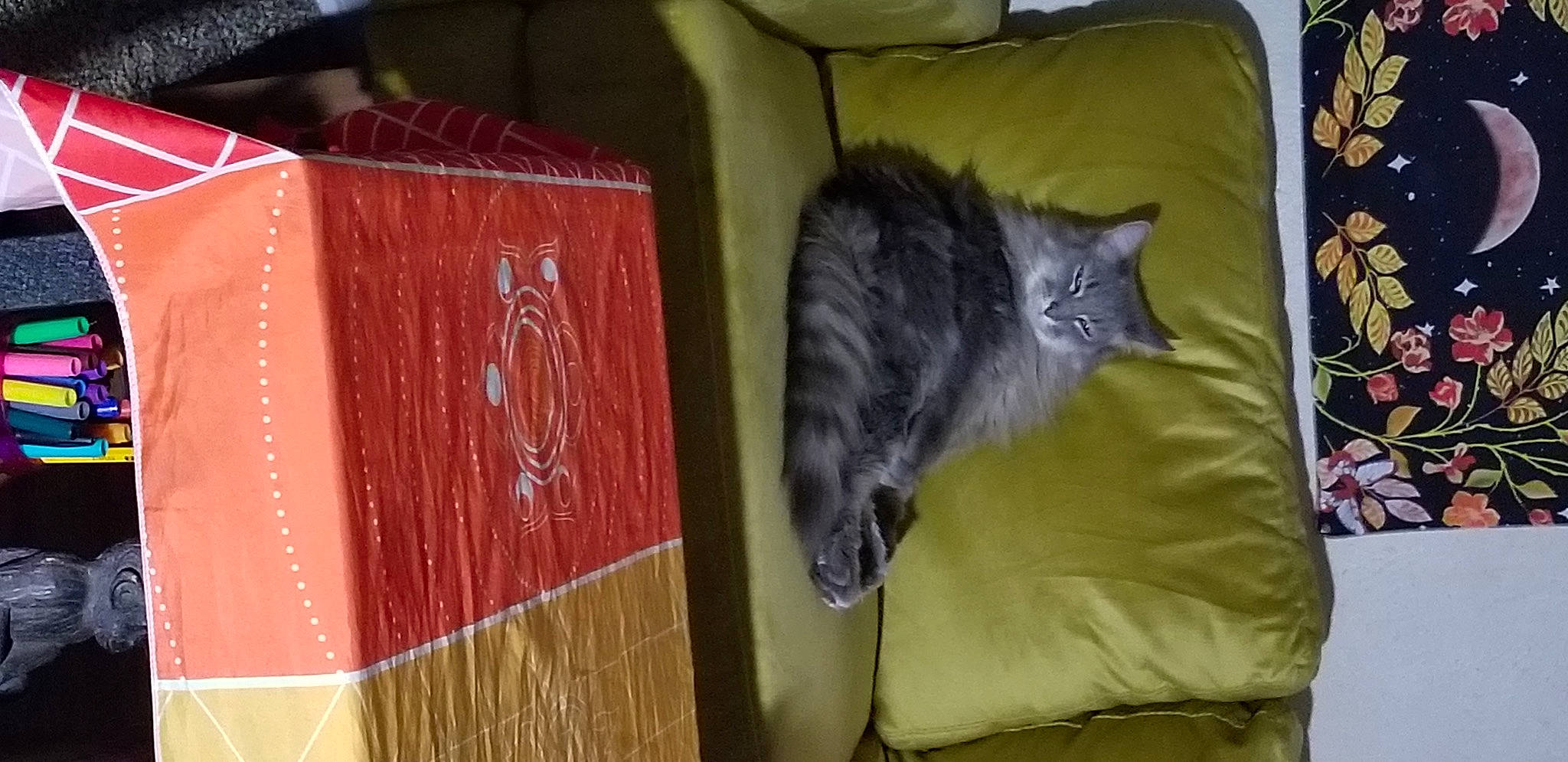 Luna Moon is registered to the contest to win money with this photo: black_cat, carnivore, cat, comfort, couch, domestic_short_haired_cat, felidae, fur, hardwood, maine_coon, room, small_to_medium_sized_cats, tail, whiskers, wood