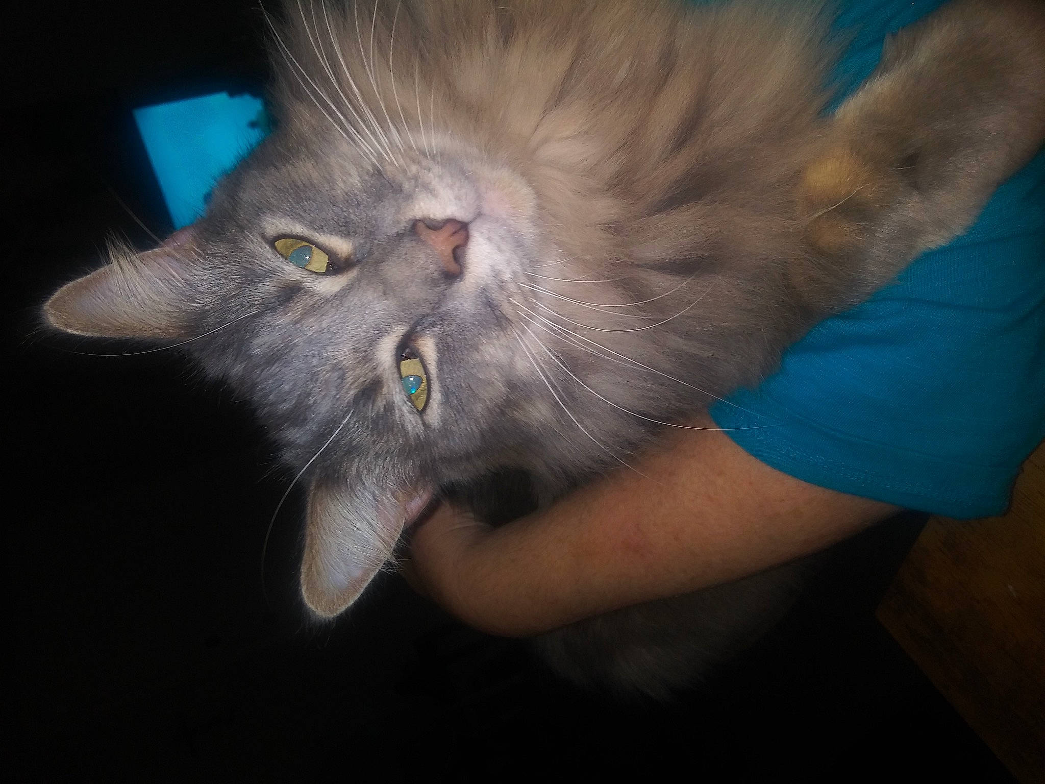 Luna Moon joined the competition — help win amazing prizes! carnivore, cat, claw, comfort, domestic_short_haired_cat, ear, electric_blue, eye, felidae, fur, gesture, hair, nail, paw, russian_blue, small_to_medium_sized_cats, snout, tail, whiskers