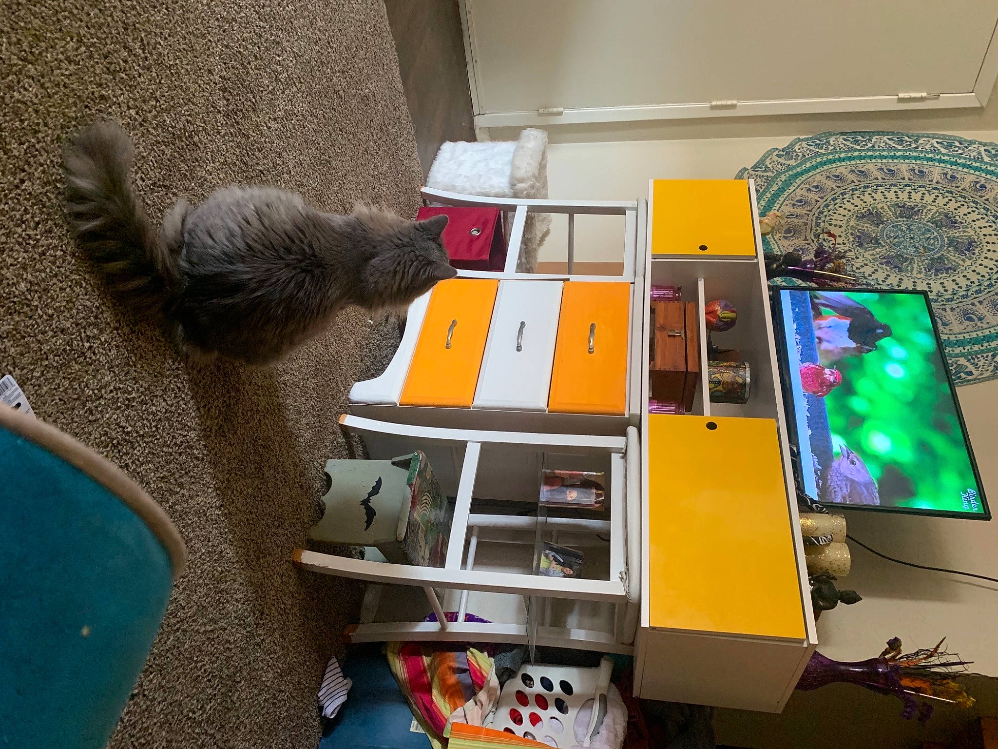 Luna Moon is registered to the contest to win money with this photo: art, box, computer_desk, computer_hardware, desk, desktop_computer, display_device, felidae, flooring, gadget, machine, office_equipment, office_supplies, plant, publication, room, shelving, shipping_box, table, wood